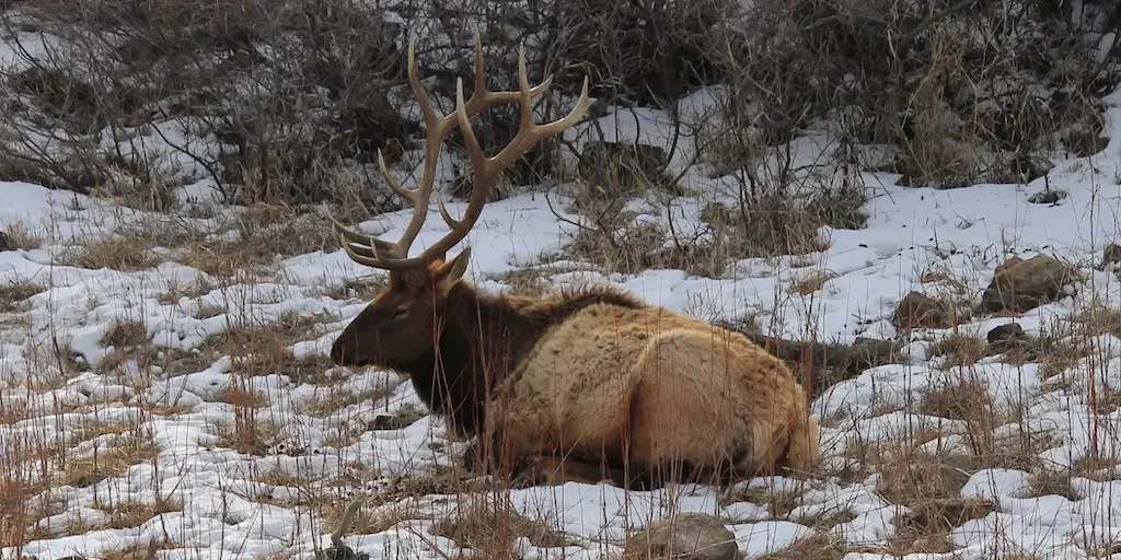 Big Game Hunting: The Complete Guide