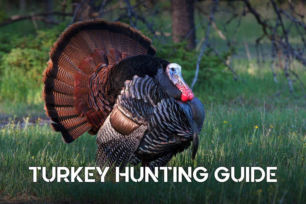 Turkey Hunting: The Complete Guide