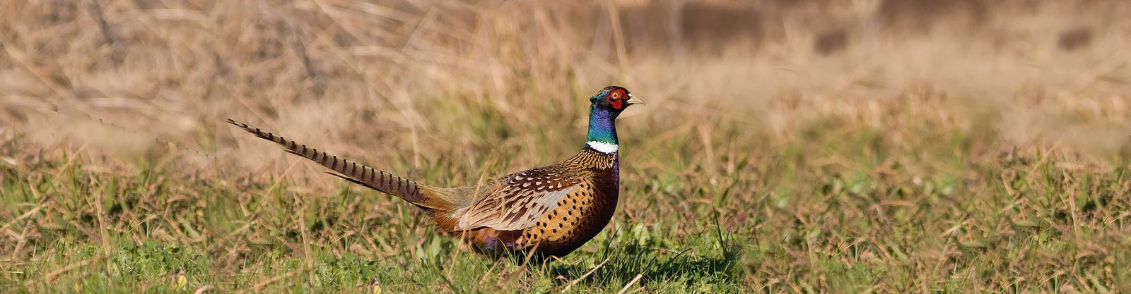 Upland Bird Hunting: The Complete Guide