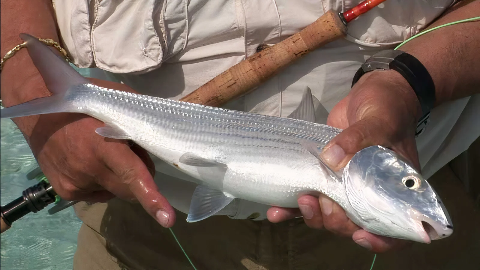 Bahamas hunting and fishing