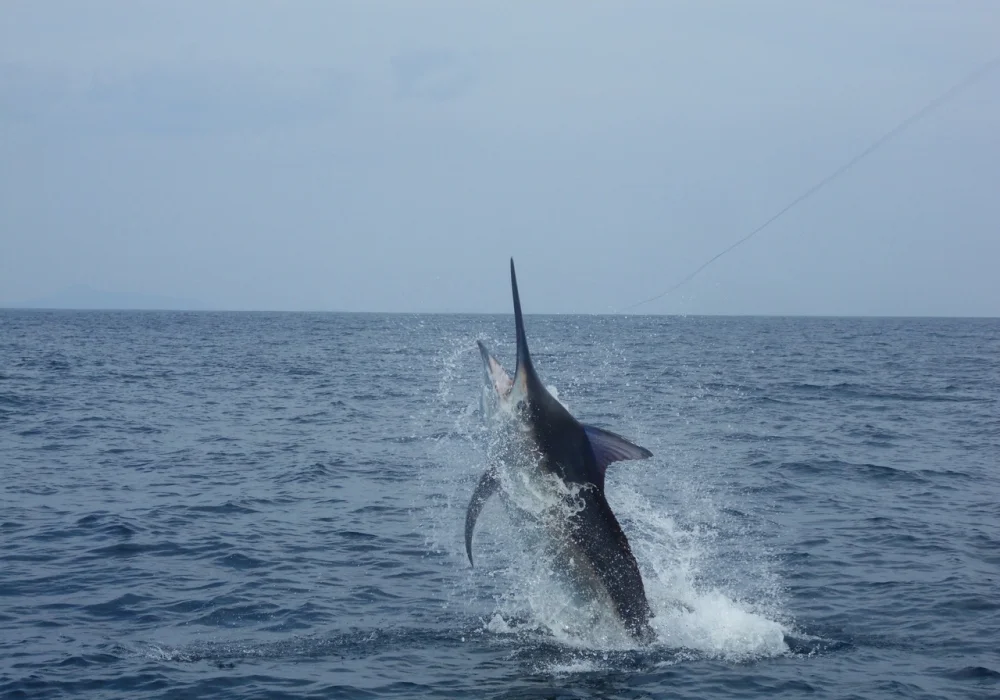 Panama hunting and fishing