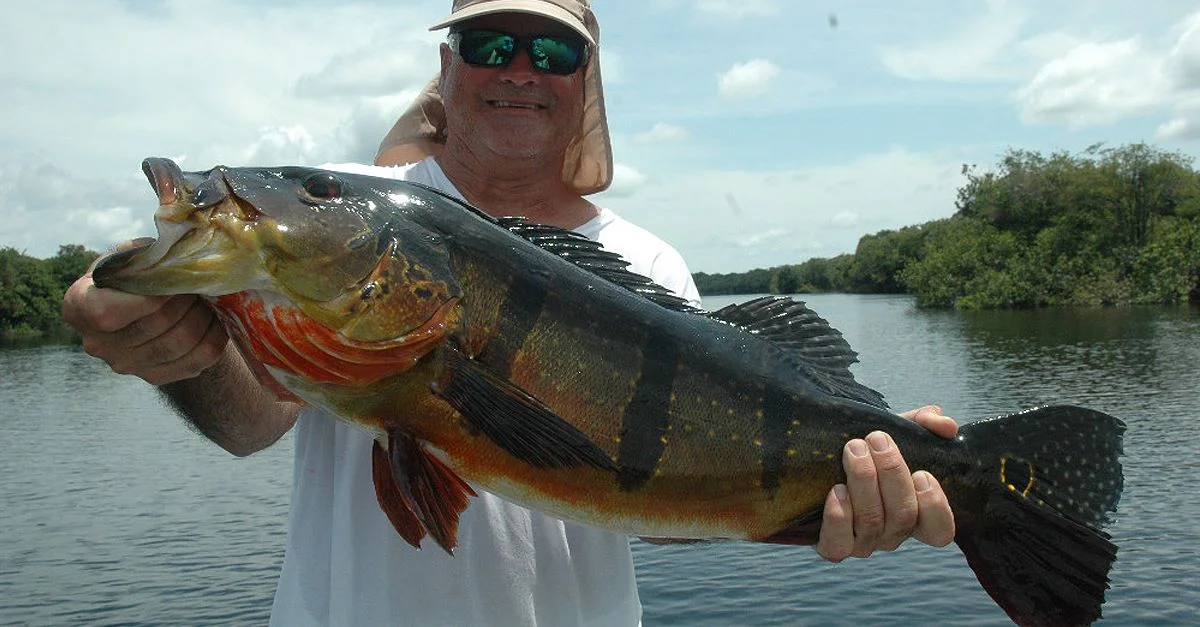 Acute Angling, Brazil