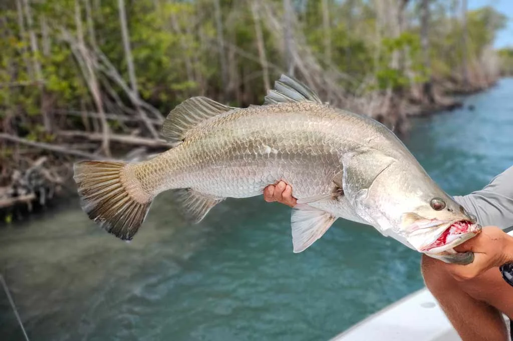 Barramundi Fishing - Australia