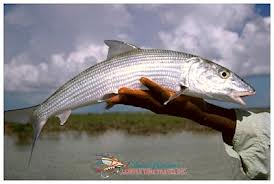 Bonefishing - Grand Bahama