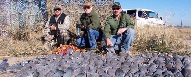 Dove Hunt - Argentina