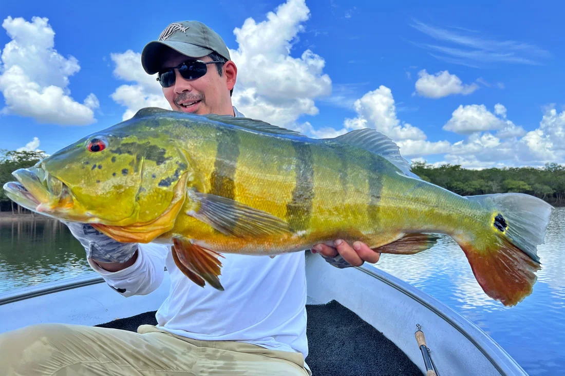 Peacock Bass Fishing - Amazon