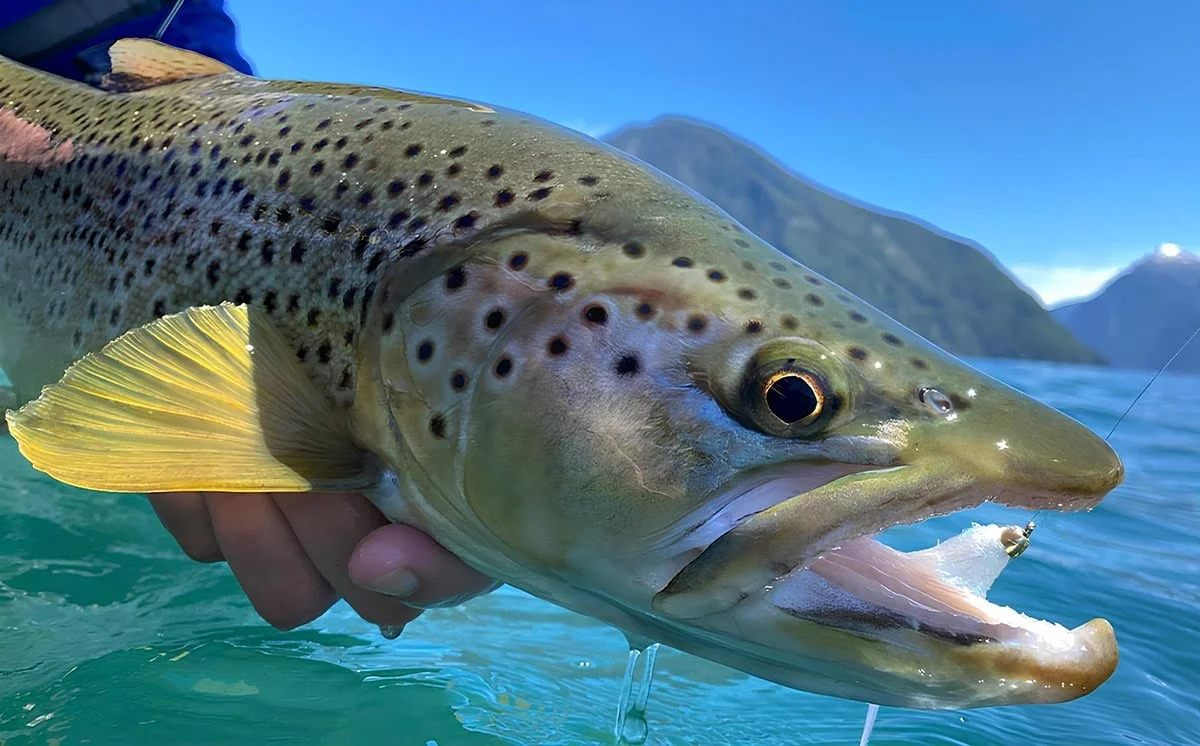 Sea-run Brown Trout