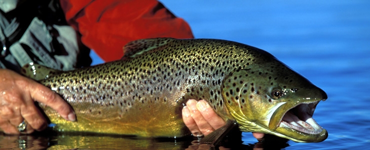 Trout Fishing - N. Patagonia