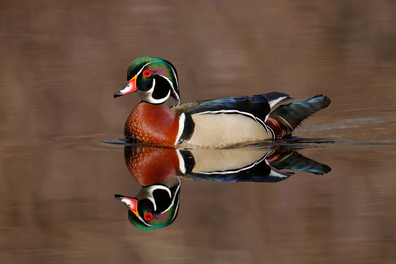 Waterfowl Hunt - Unknown