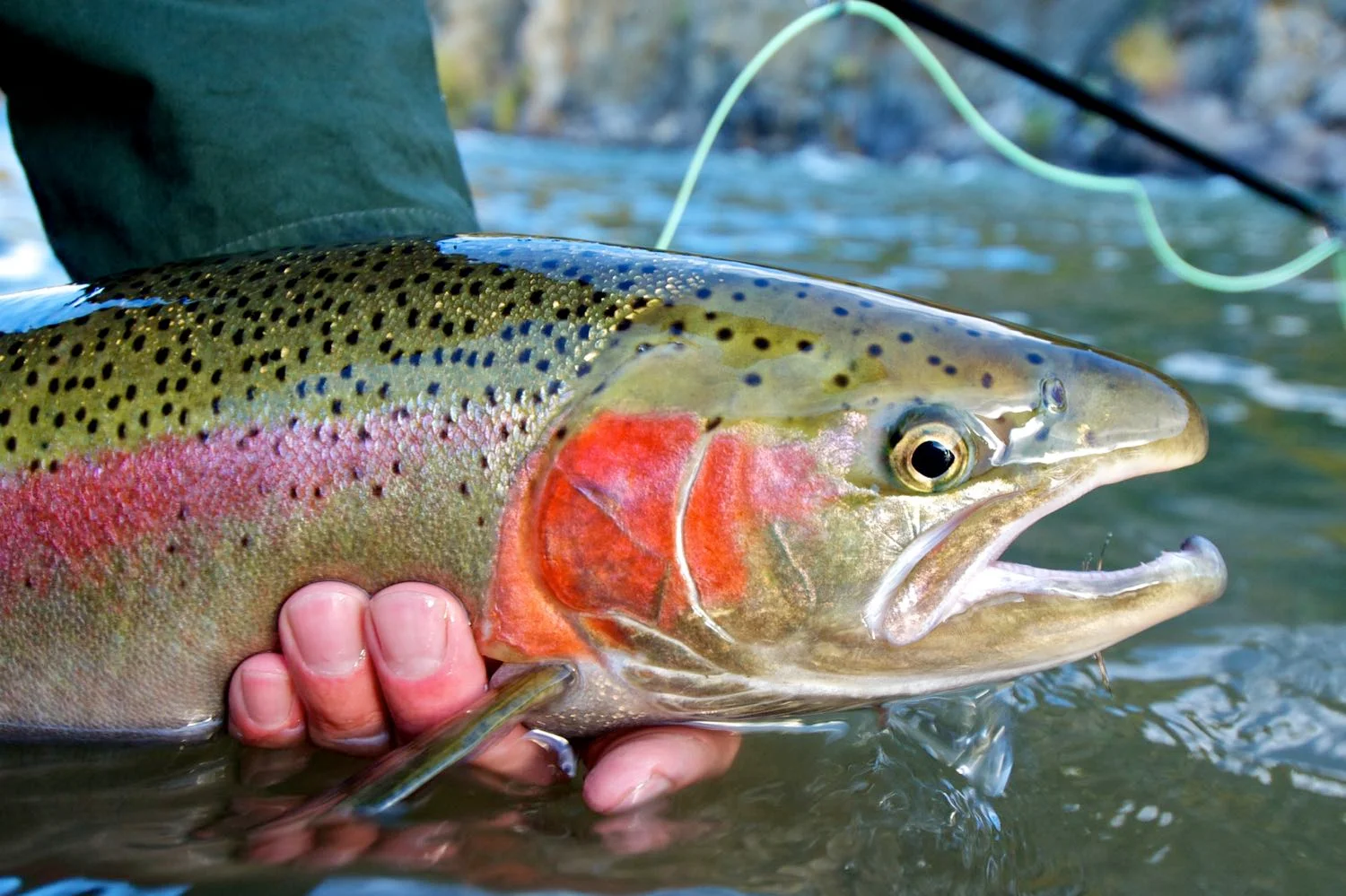 Steelhead